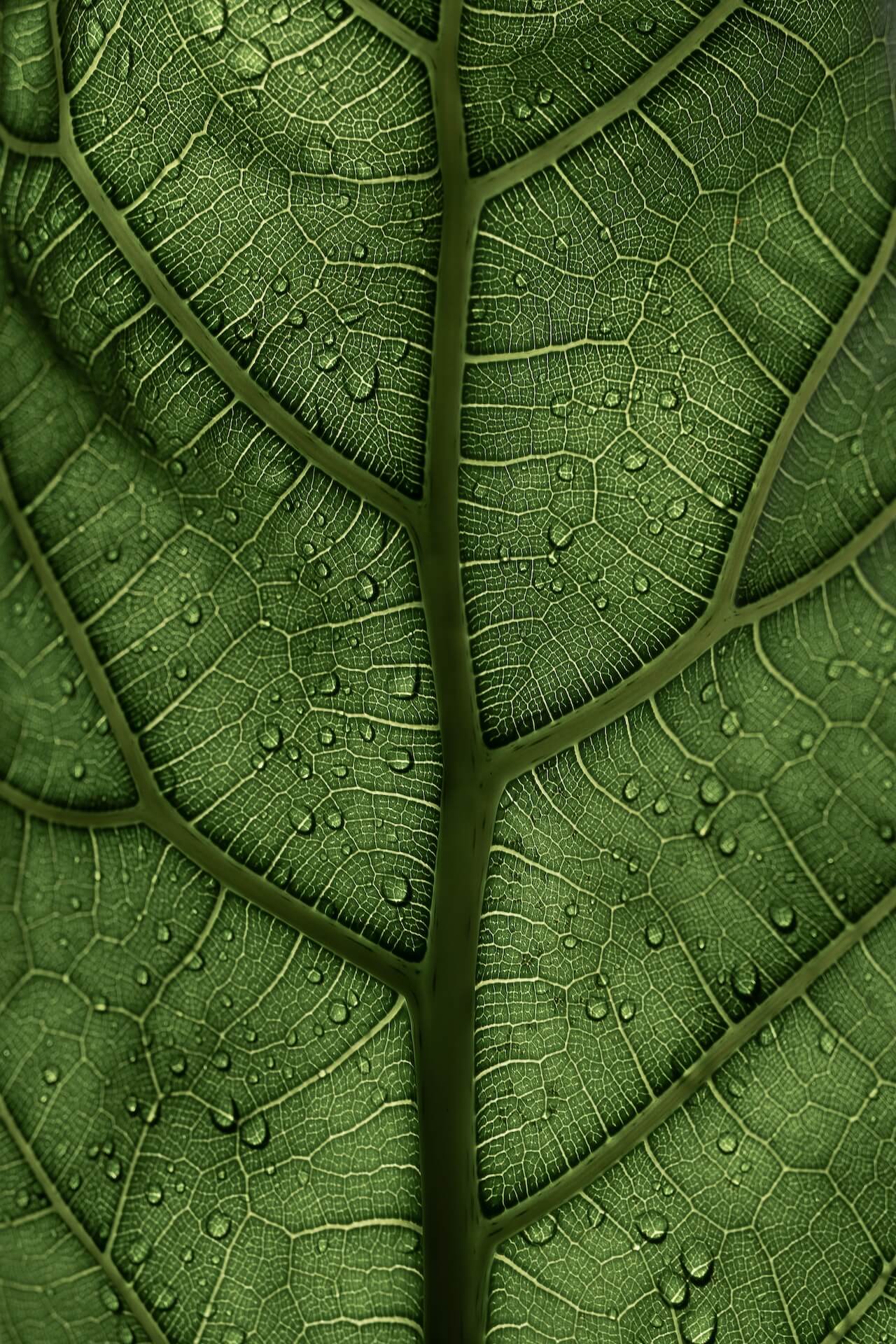 A close-up view of a green leaf.